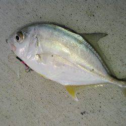 湾内でカンパチアオリイカが釣れています。